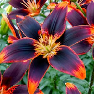 monalisagarcia_1 avatar