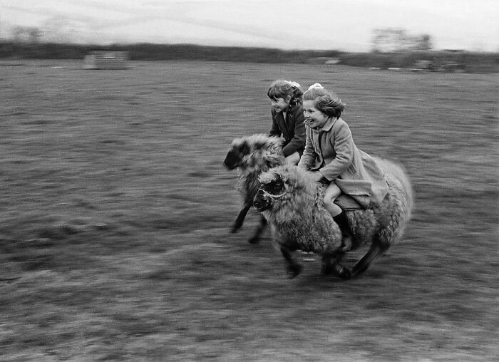 Two Girls Gallop Full Speed On Sheep In Cornwall, England 1969. Photo By John Drysdale