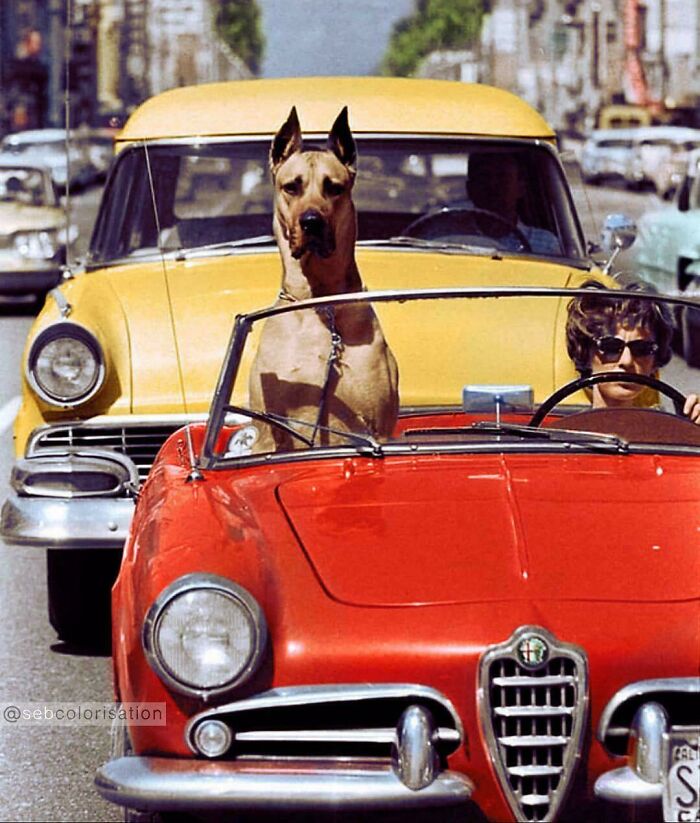 A Woman Driving A Sports Car Around Hollywood, Los Angeles, California, With Thor The Great Dane Riding In The Passenger Seat. Photographed In 1961 By Ralph Crane