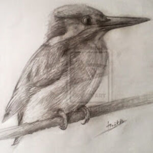 alcyonekingfisher avatar