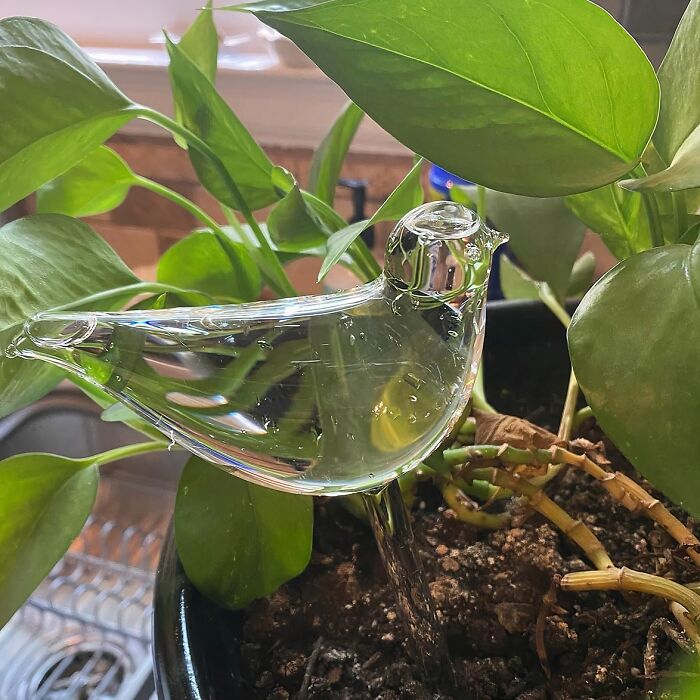 These Bird Shaped Self Watering Globes Add A Touch Of Whimsey To Your Indoor Garden