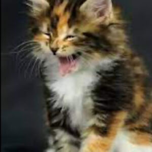 masonmercurio avatar