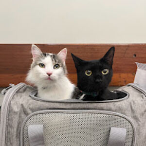 catsandkindness avatar