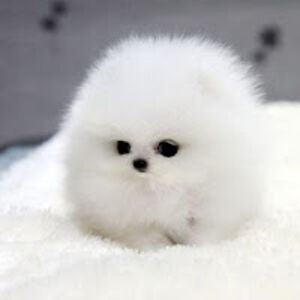 lilymcculloch avatar