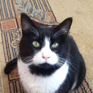 lorrainepilkington avatar