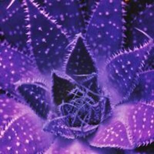 bodyadjustments avatar