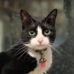 annmariepascuzzi avatar