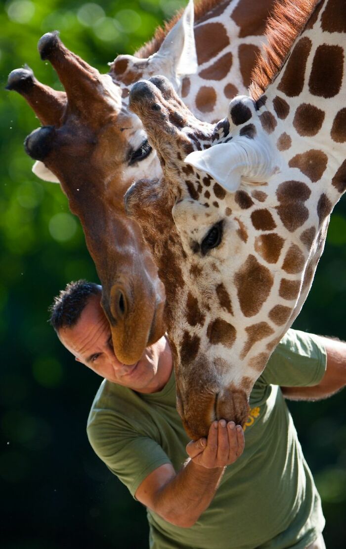 A Heartbreaking Day At The Macedonian Zoo: Zookeeper And Giraffe Both Pass Away, Leaving A Legacy A Heartbreaking Day At The Macedonian Zoo: Zookeeper And Giraffe Both Pass Away, Leaving A Legacy