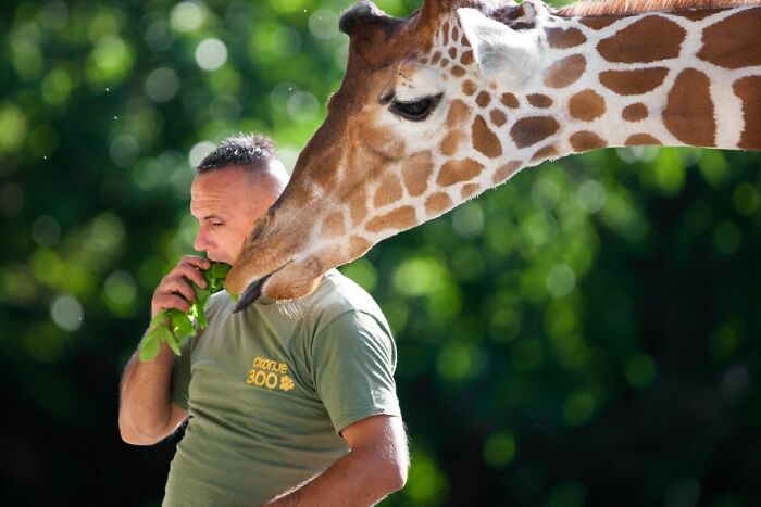 A Heartbreaking Day At The Macedonian Zoo: Zookeeper And Giraffe Both Pass Away, Leaving A Legacy A Heartbreaking Day At The Macedonian Zoo: Zookeeper And Giraffe Both Pass Away, Leaving A Legacy