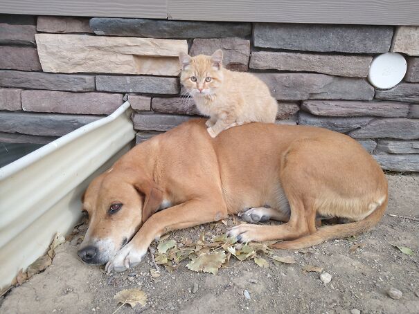 The Dog Showed Up On Our Farm One Day And Our Cat Instantly Became Friends With Her. You Could Tell The Dog Was Horribly Abused And It Took A While To Gain Her Trust But She Is A Close Part Of The Family Now