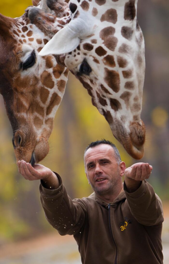 A Heartbreaking Day At The Macedonian Zoo: Zookeeper And Giraffe Both Pass Away, Leaving A Legacy A Heartbreaking Day At The Macedonian Zoo: Zookeeper And Giraffe Both Pass Away, Leaving A Legacy