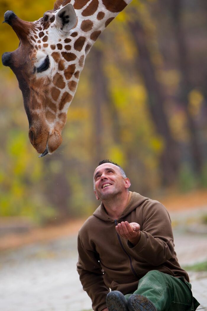 A Heartbreaking Day At The Macedonian Zoo: Zookeeper And Giraffe Both Pass Away, Leaving A Legacy A Heartbreaking Day At The Macedonian Zoo: Zookeeper And Giraffe Both Pass Away, Leaving A Legacy