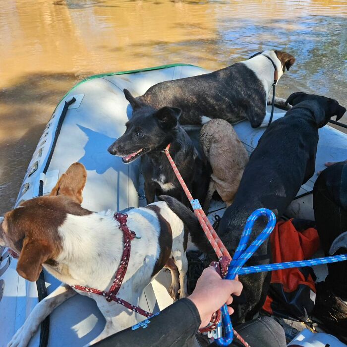 These Dedicated Volunteers Are Rescuing Thousands Of Animals From Rio Grande Do Sul Floods These Dedicated Volunteers Are Rescuing Thousands Of Animals From Rio Grande Do Sul Floods