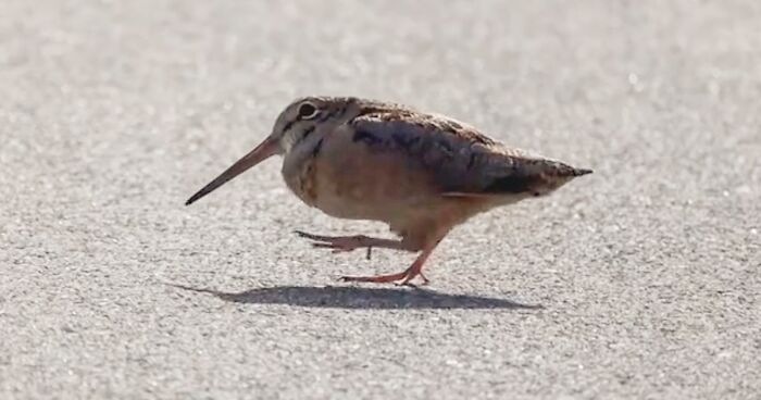 American Woodcock Becomes Internet’s Favorite With Its Weird Way Of Walking