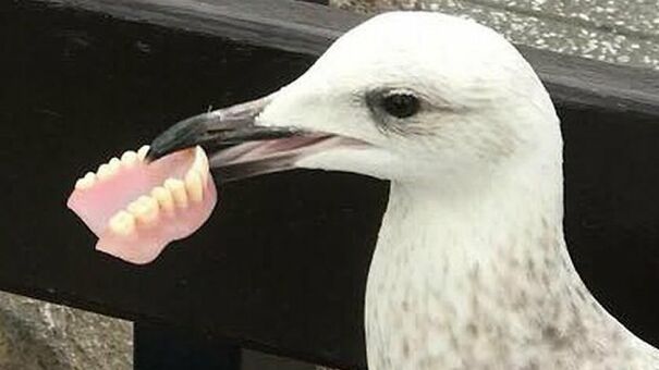 95768998_apex_seagull_false_teeth_01-2-663390b2efcd4.jpg