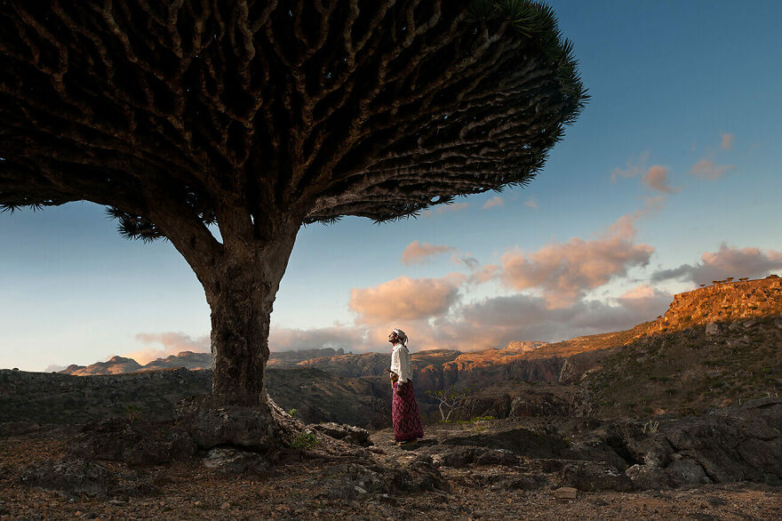 His Majesty The Dragon Blood Tree © Guillaume Petermann