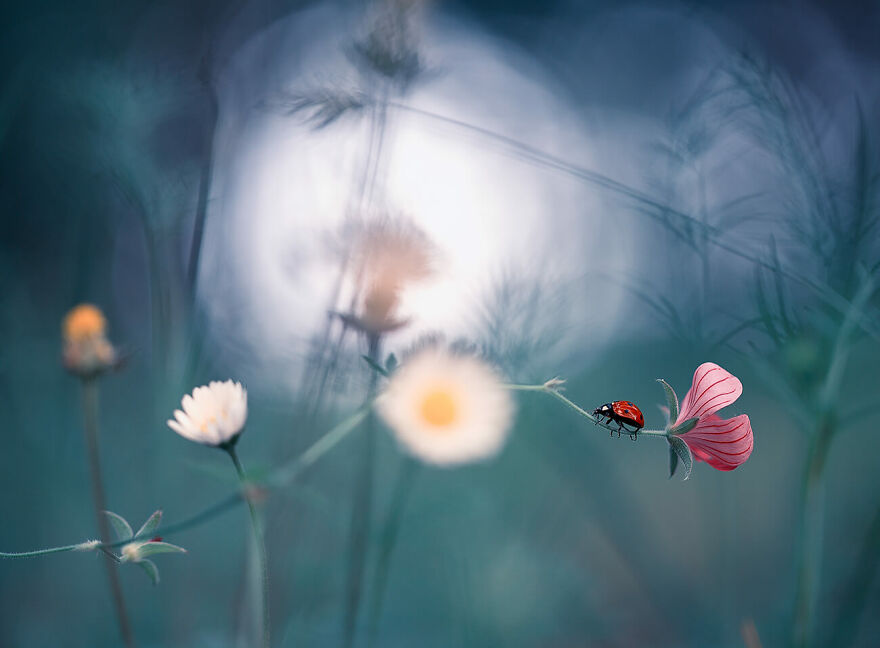 Ladybug © Georgi Georgiev
