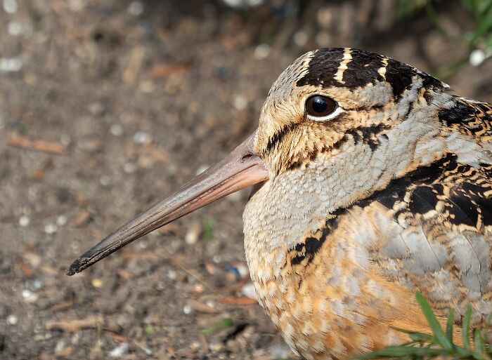 American Woodcock Becomes Internet’s Favorite With Its Weird Way Of Walking