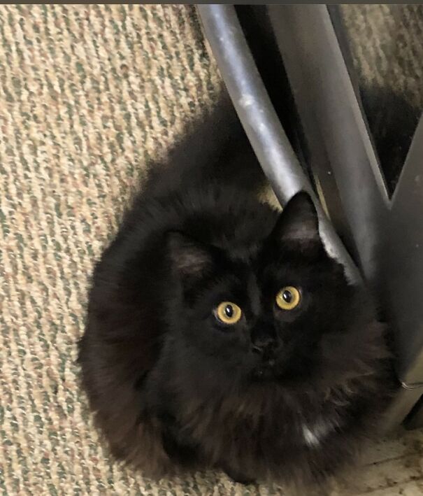Ash Taped In A Box In A Field In July With His Siblings And Left To Die. Someone Walking Their Dog Found The Box And Took To Humane Society. Couldn't Resist The Black Fluffiness