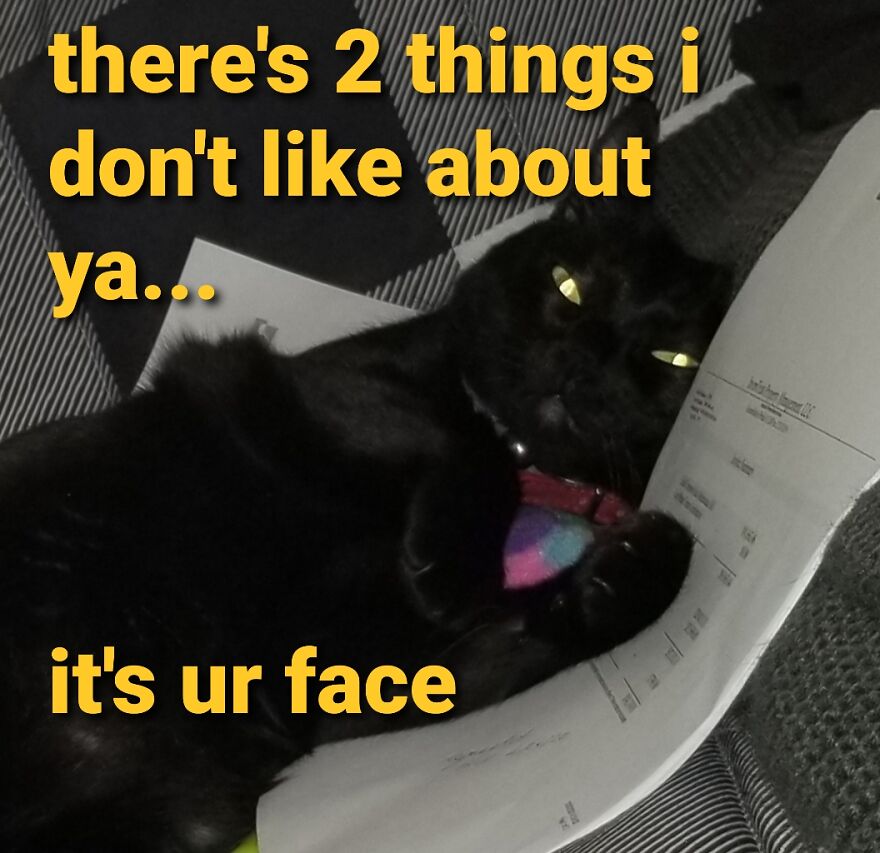 Boobiekatz On Letterkenny Boobiekatz On Letterkenny