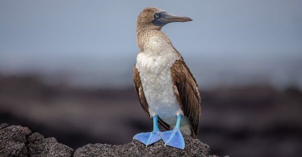Booby-blue-footed-3634867346-6641dc2e7aa38.jpg