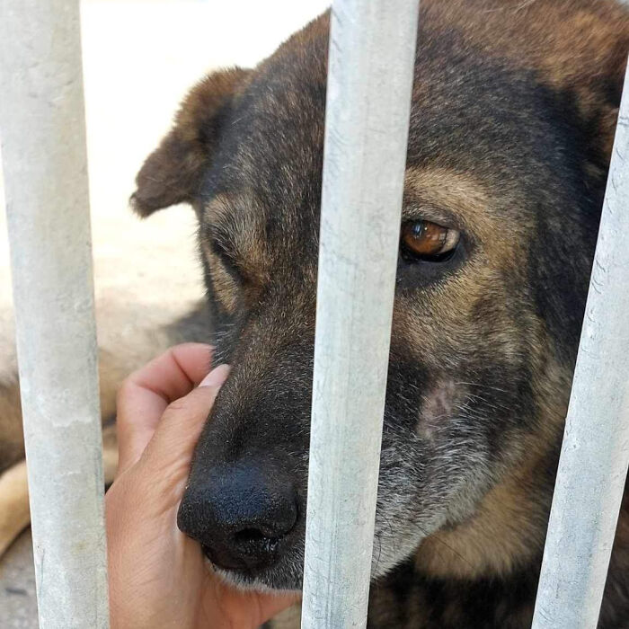 Senior Stray Dog From Spain Can’t Stop Smiling After Getting Rescued And Adopted By A Family In The UK Senior Stray Dog From Spain Can’t Stop Smiling After Getting Rescued And Adopted By A Family In The UK