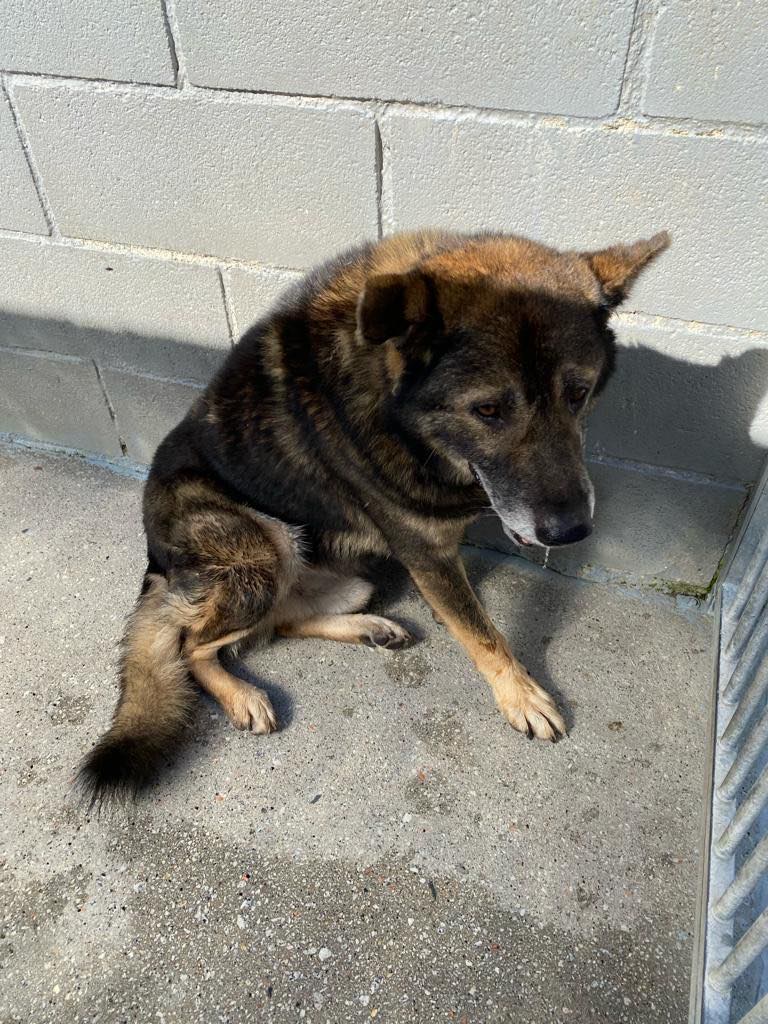 Senior Stray Dog From Spain Can’t Stop Smiling After Getting Rescued And Adopted By A Family In The UK Senior Stray Dog From Spain Can’t Stop Smiling After Getting Rescued And Adopted By A Family In The UK