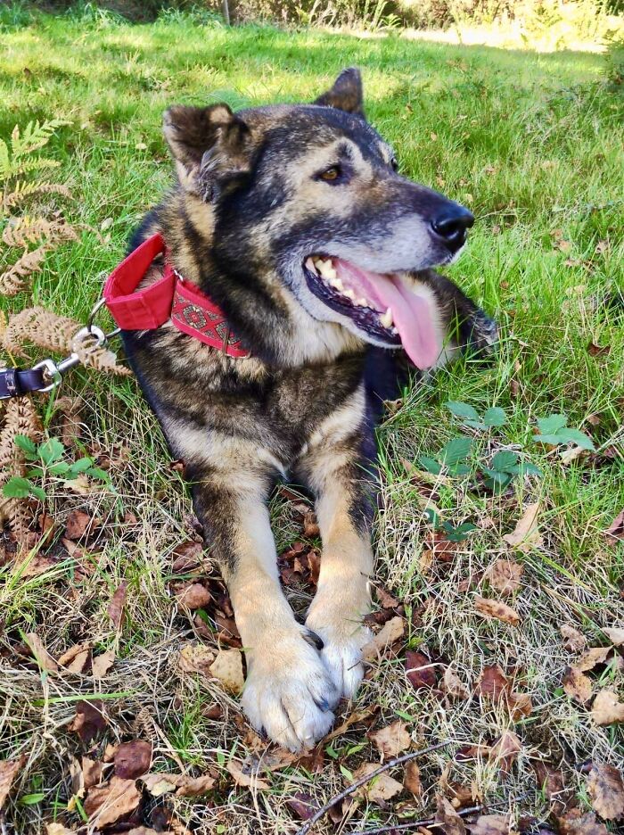 Senior Stray Dog From Spain Can’t Stop Smiling After Getting Rescued And Adopted By A Family In The UK Senior Stray Dog From Spain Can’t Stop Smiling After Getting Rescued And Adopted By A Family In The UK