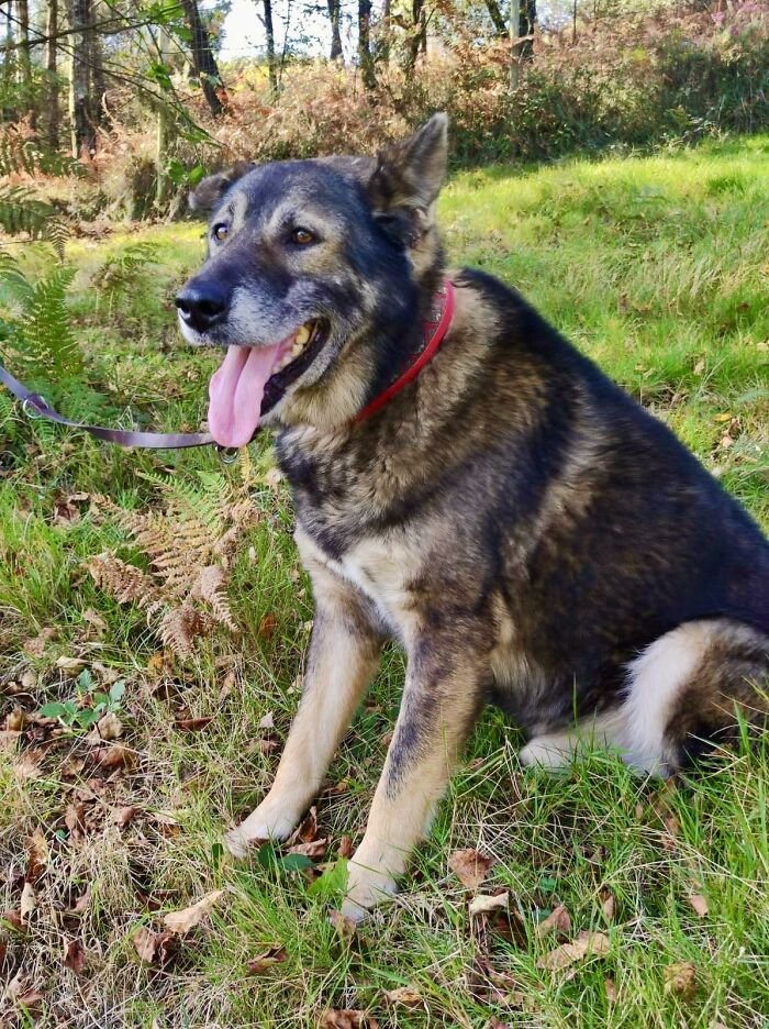 Senior Stray Dog From Spain Can’t Stop Smiling After Getting Rescued And Adopted By A Family In The UK Senior Stray Dog From Spain Can’t Stop Smiling After Getting Rescued And Adopted By A Family In The UK