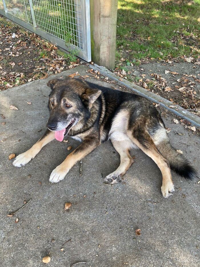 Senior Stray Dog From Spain Can’t Stop Smiling After Getting Rescued And Adopted By A Family In The UK Senior Stray Dog From Spain Can’t Stop Smiling After Getting Rescued And Adopted By A Family In The UK