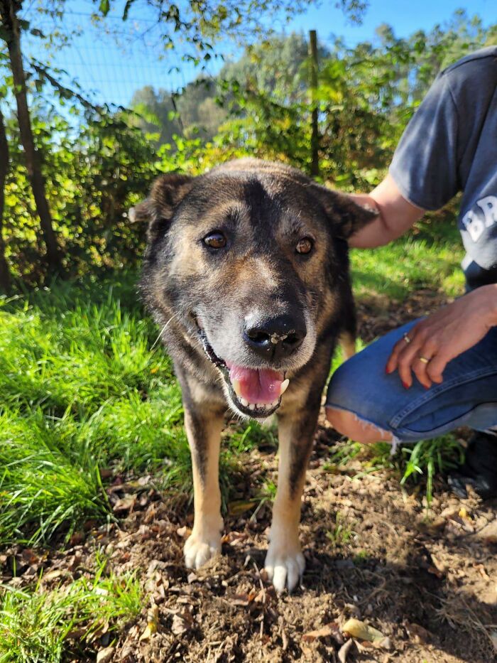 Senior Stray Dog From Spain Can’t Stop Smiling After Getting Rescued And Adopted By A Family In The UK Senior Stray Dog From Spain Can’t Stop Smiling After Getting Rescued And Adopted By A Family In The UK
