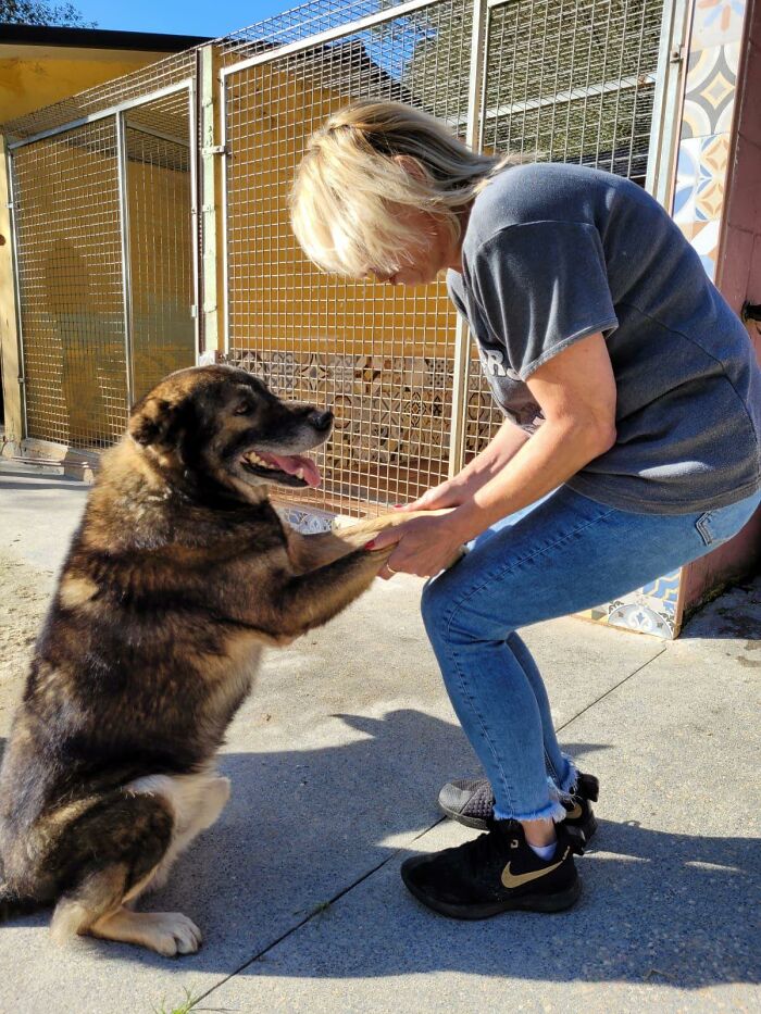 Senior Stray Dog From Spain Can’t Stop Smiling After Getting Rescued And Adopted By A Family In The UK Senior Stray Dog From Spain Can’t Stop Smiling After Getting Rescued And Adopted By A Family In The UK