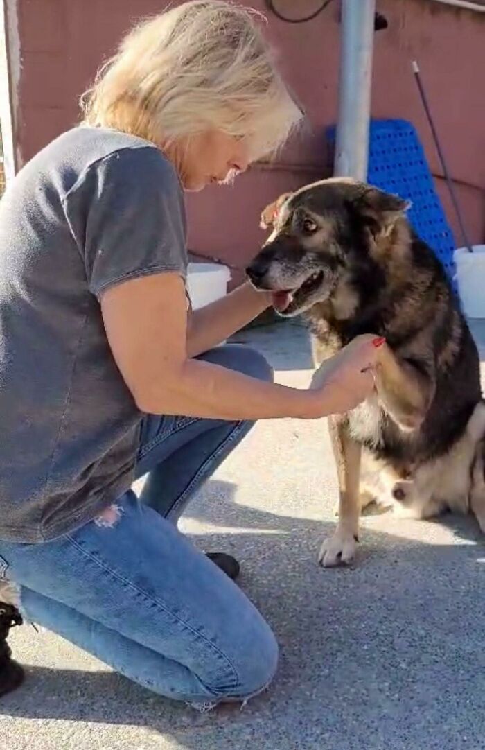 Senior Stray Dog From Spain Can’t Stop Smiling After Getting Rescued And Adopted By A Family In The UK Senior Stray Dog From Spain Can’t Stop Smiling After Getting Rescued And Adopted By A Family In The UK