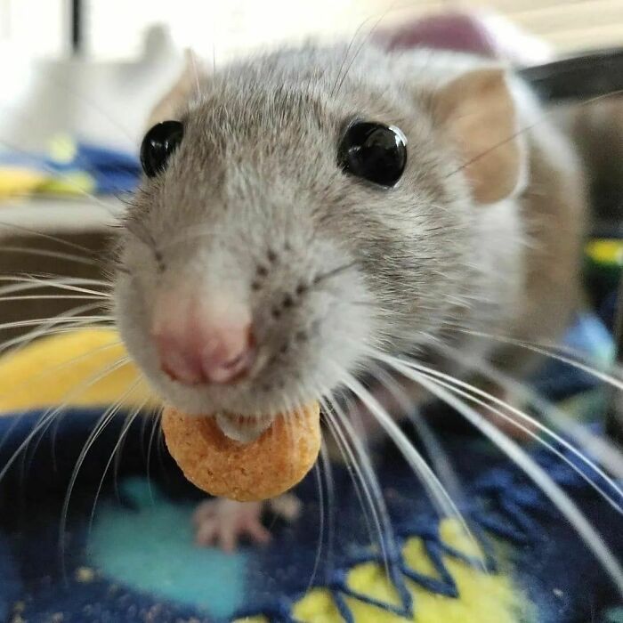 Cute-Rats-Pics