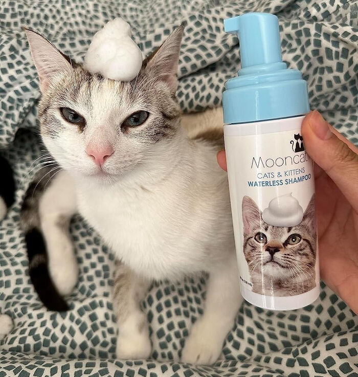 Keep Kitty Clean With Zero Hassle Or Water Using Mooncat Waterless Cat Shampoo