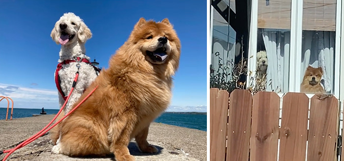 Caught In The Act: Hilarious Tiktok Trend Reveals Pets' Curious Side