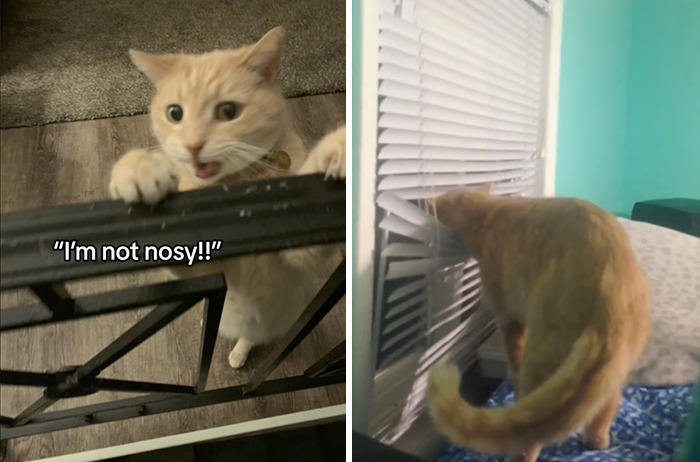 Caught In The Act: Hilarious Tiktok Trend Reveals Pets' Curious Side