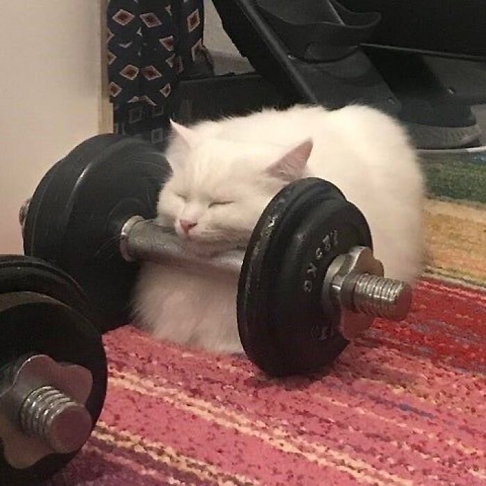 I Just Love Working Out