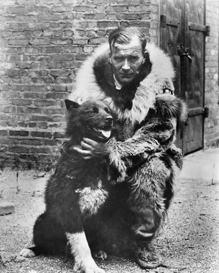Gunnar Kaasen And His Team Of 13 Dogs, LED By The Siberian Husky, Balto, Completed The Last Leg Of A 1925 Trip To Deliver 300,000 Units Of Diphtheria Antitoxin To Nome, Alaska To Prevent An Outbreak. They Traveled By Night In Temperatures Of -23 °f (-31 °c)