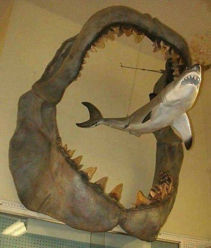 The Jaws Of An Ancient Megalodon Shark That Lived Around 23 To 3.6 Million Years Ago vs. A Modern-Day Great White