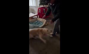 Feel Good Moment-Never Seen A Dog So Excited To See Somebody-