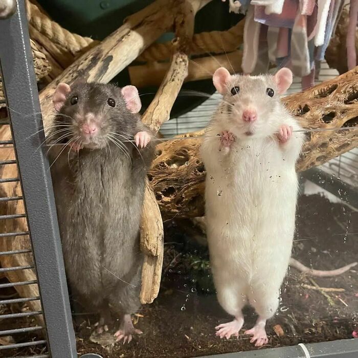 Cute-Rats-Pics