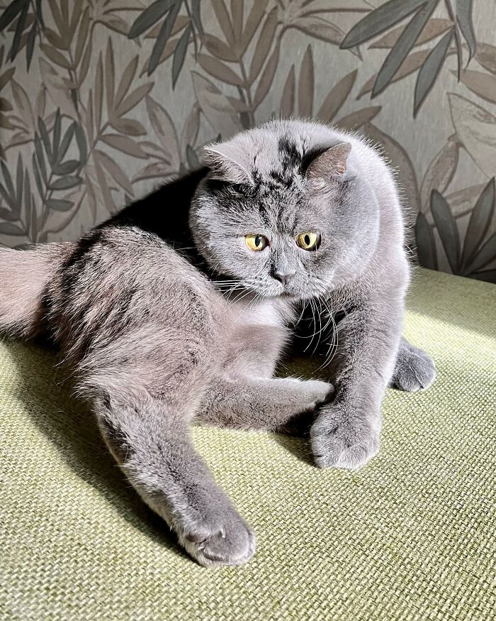 A Slightly Strange And Funny-Looking Cat Continues To Win Hearts Online (New Pics)