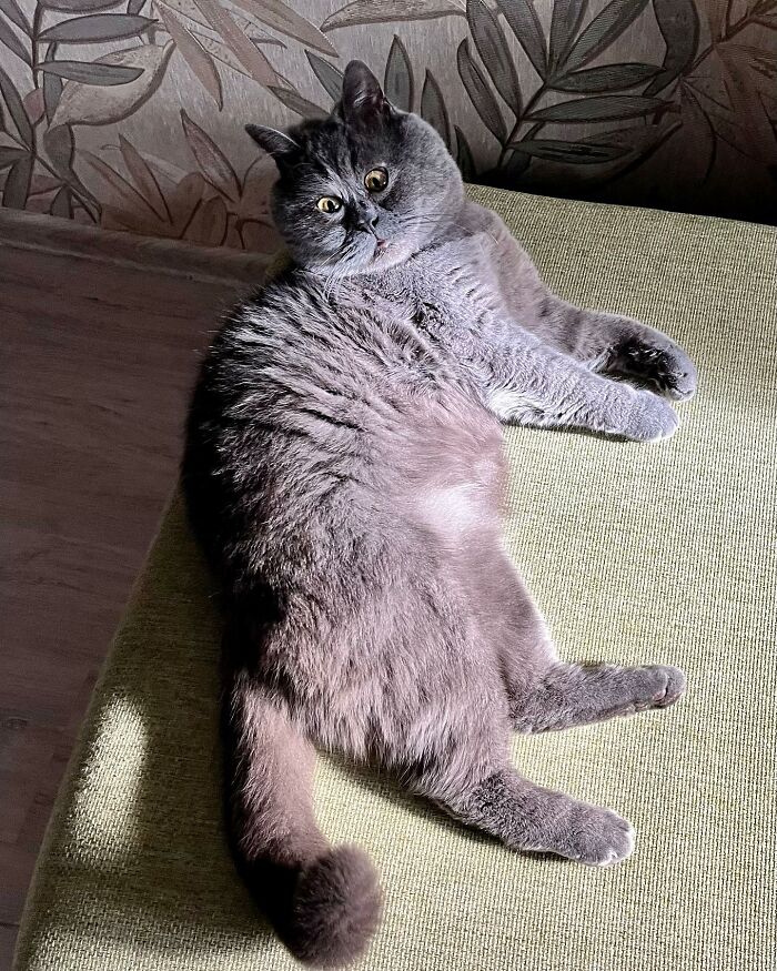 A Slightly Strange And Funny-Looking Cat Continues To Win Hearts Online (New Pics) A Slightly Strange And Funny-Looking Cat Continues To Win Hearts Online (New Pics)