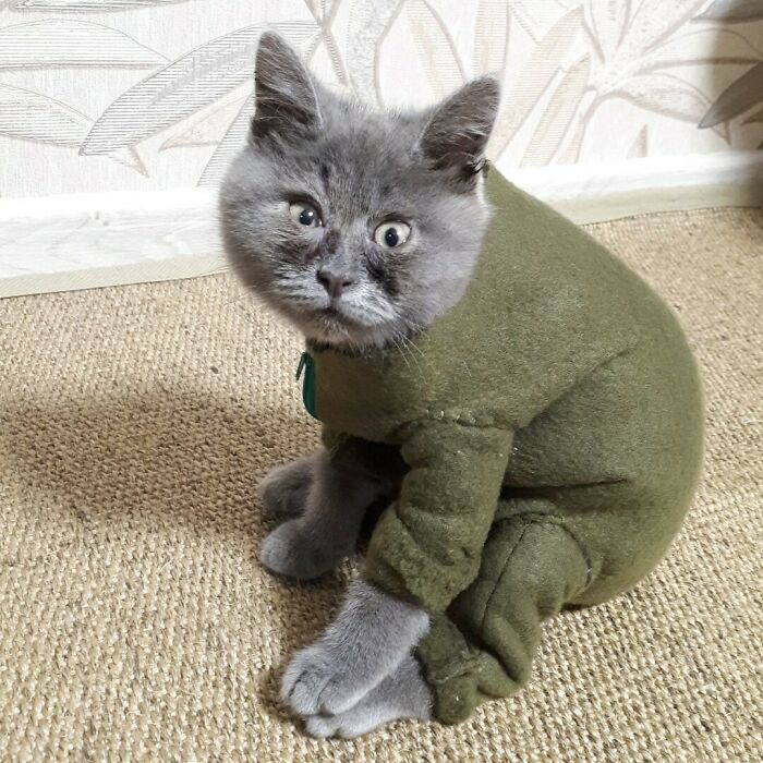 A Slightly Strange And Funny-Looking Cat Continues To Win Hearts Online (New Pics)