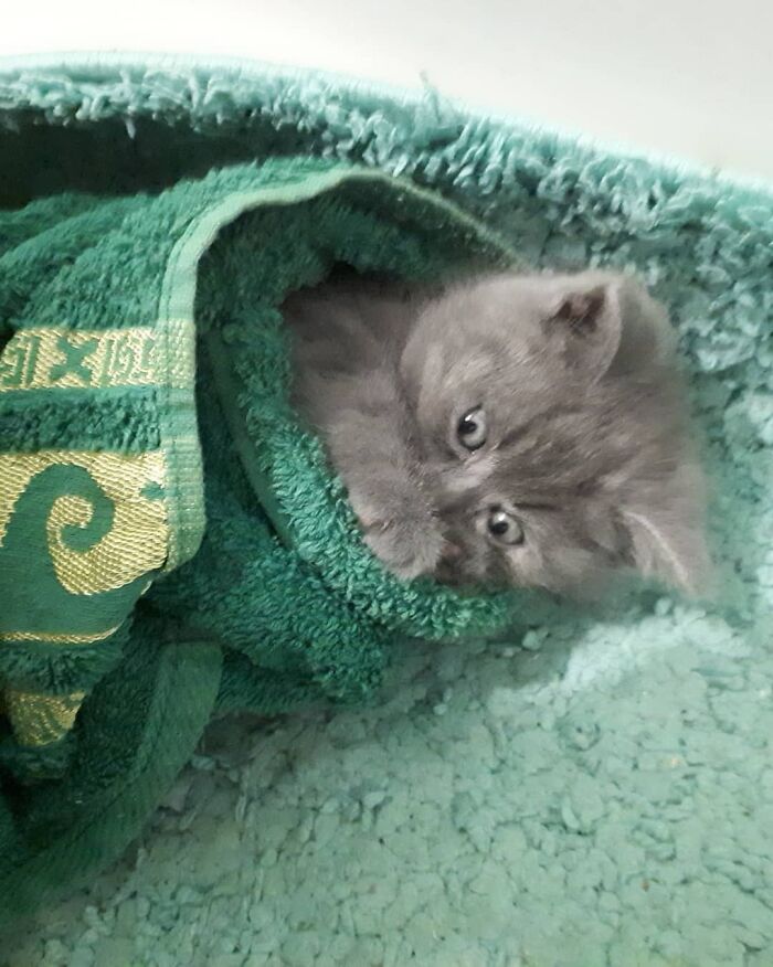 A Slightly Strange And Funny-Looking Cat Continues To Win Hearts Online (New Pics) A Slightly Strange And Funny-Looking Cat Continues To Win Hearts Online (New Pics)