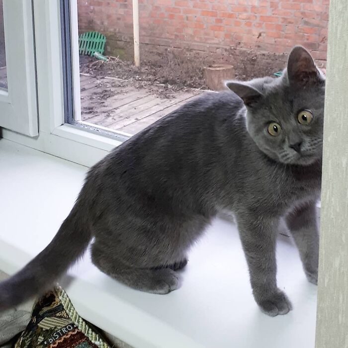 A Slightly Strange And Funny-Looking Cat Continues To Win Hearts Online (New Pics) A Slightly Strange And Funny-Looking Cat Continues To Win Hearts Online (New Pics)