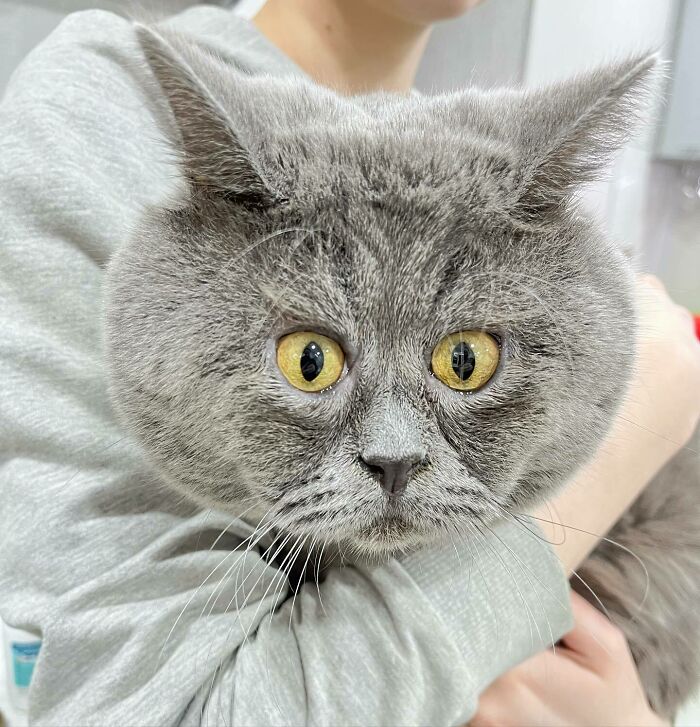 A Slightly Strange And Funny-Looking Cat Continues To Win Hearts Online (New Pics) A Slightly Strange And Funny-Looking Cat Continues To Win Hearts Online (New Pics)