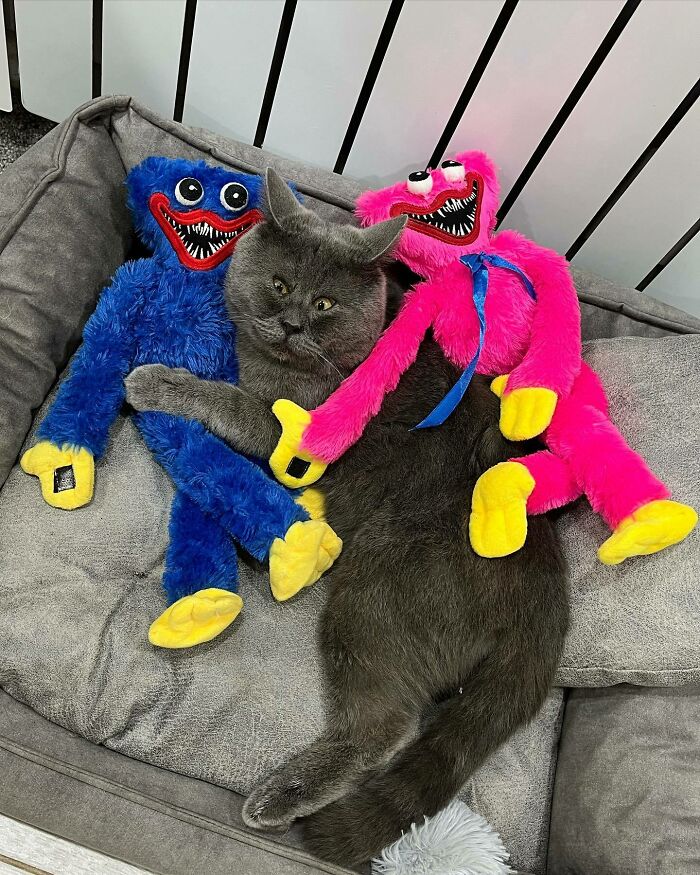 A Slightly Strange And Funny-Looking Cat Continues To Win Hearts Online (New Pics)