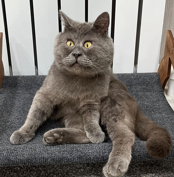 A Slightly Strange And Funny-Looking Cat Continues To Win Hearts Online (New Pics) A Slightly Strange And Funny-Looking Cat Continues To Win Hearts Online (New Pics)